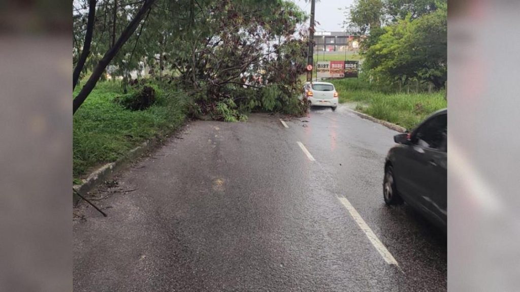 Árvore Caída Bloqueia Faixa na Av. Hilton Souto Maior em João Pessoa e Gera Lentidão no Trânsito