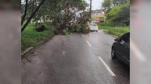 Árvore Caída Bloqueia Faixa na Av. Hilton Souto Maior em João Pessoa e Gera Lentidão no Trânsito