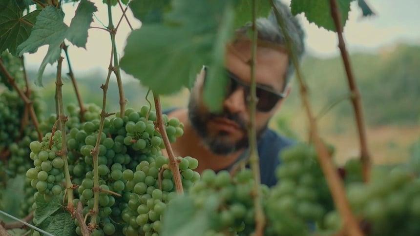 Nova geografia do vinho no Nordeste: Bananeiras desponta com terroirs promissores
