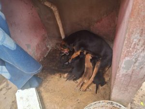 Operação Quatro Patas: Polícia Civil da Paraíba Prende Seis por Maus-Tratos a Animais em Campina Grande e Realiza Resgates