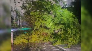 Queda de árvore bloqueia avenida em João Pessoa e deixa poste comprometido