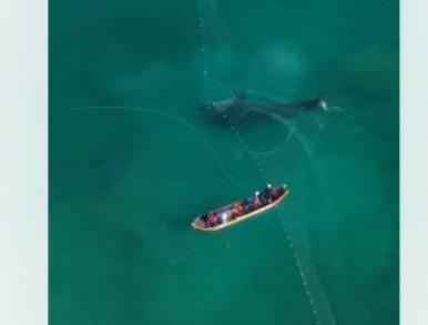 Resgate Notável: Tubarão-Baleia É Salvo de Rede de Pesca em Arraial do Cabo, RJ