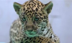 Xingu: A Nova Onça-Pintada do BioParque Vale Amazônia e a Luta pela Conservação