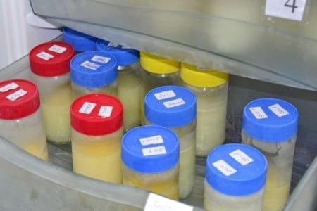Aleitamento materno exclusivo reduz risco de doenças respiratórias em bebês, reforça Instituto Cândida Vargas
