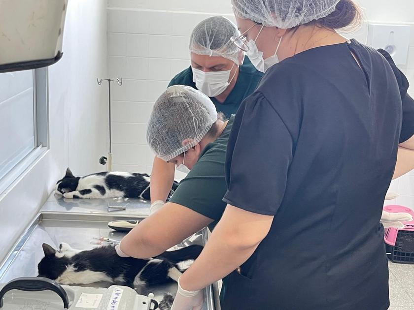 Castra+ Paraíba chega a Bayeux com 120 vagas gratuitas para castração de cães e gatos
