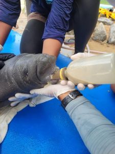 Filhote de peixe-boi-marinho recém-nascido é resgatado na Paraíba após encalhe em Baía da Traição