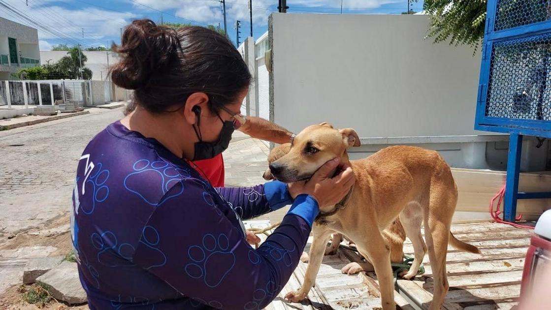 Governo amplia ações do Programa Paraíba Pet com mais de 400 vagas de castração em sete municípios