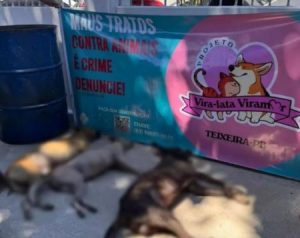 Matança de animais continua em Teixeira mesmo após mobilização popular