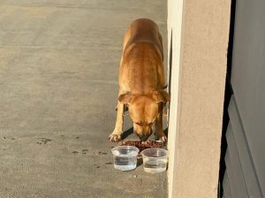 MPPB investiga denúncias de matança e abandono de animais em Teixeira; prefeitura tem 15 dias para responder