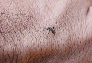 Paraíba registra mais de 2 mil casos prováveis de arboviroses em 2026 e confirma primeira morte por dengue