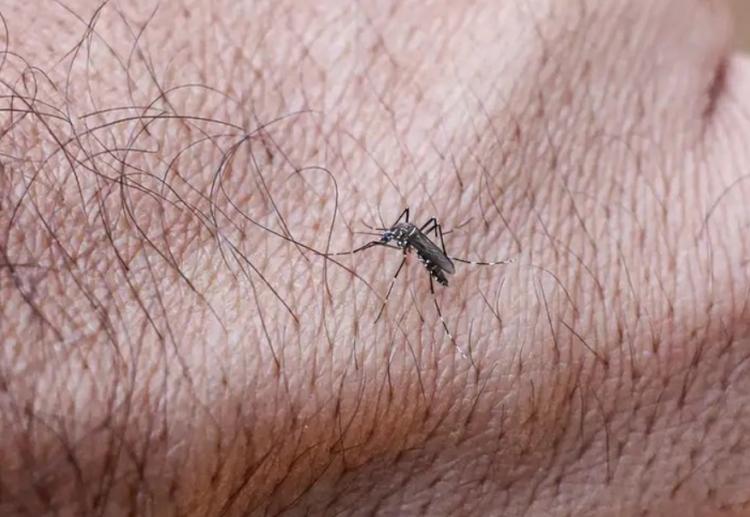 Paraíba registra mais de 2 mil casos prováveis de arboviroses em 2026 e confirma primeira morte por dengue