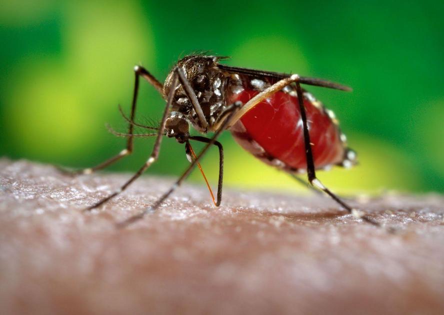Paraíba tem 2.489 casos prováveis de arboviroses em 2026; dengue lidera com 96% das notificações