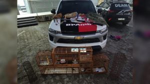 Polícia Militar resgata 16 aves silvestres e prende dois suspeitos em operação contra caça ilegal em Guarabira