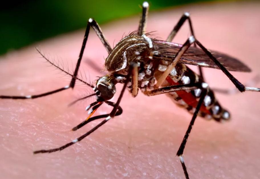 SES-PB divulga boletim das arboviroses e reforça vigilância para casos congênitos de Zika